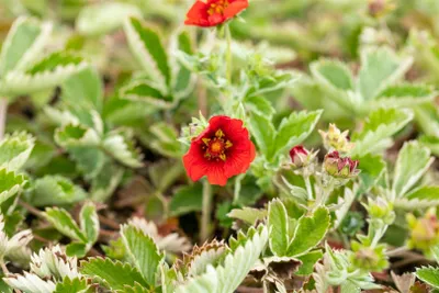 Produktbild von Potentilla atrosanguinea, Fingerstrauch, leuchtend rot, ca. 9x9 cm Topf