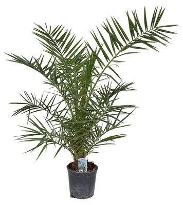 Produktbild von Kanarische Dattelpalme 100-120 cm - Phoenix canariensis - Phönixpalme