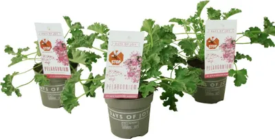 Produktbild von Anti-Moskito-Pflanze - 3 Stk - Pelargonium Pink Capitatum - Höhe 15-25cm - ⌀10cm