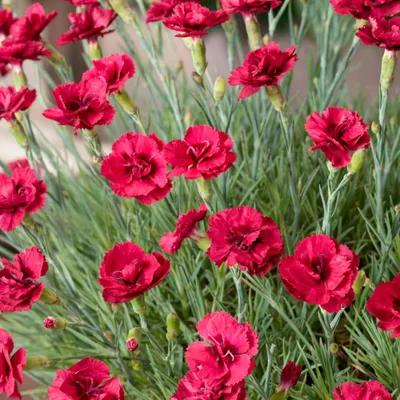 Immagine prodotto di 6 garofani piumati  - Dianthus plumarius 'Munot'  | Vaso 9 cm x 9 cm