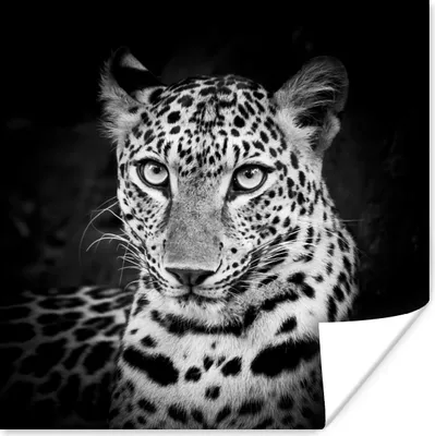 Produktbild von MuchoWow® Poster Panther - Schwarz - Weiß 100x100 cm - Babyzimmer