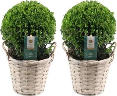 Produktbild von Echte Stechpalme Kugel | 2x Ilex crenata 'Jenny' kugel im Korb | set von 2 Stück | 20 cm Ø durchmesser | Buchsbaum ersatz | Pflanzen | Gartenpflanzen