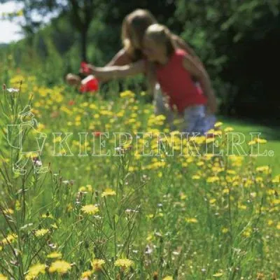 Produktbild von RSM-Rasensamen 7.2.2 Landschaftsrasen Trockenlagen mit Kräutern 10kg