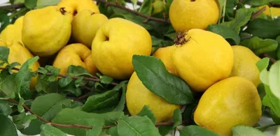 Zdjęcie produktu dla Syrop z pigwowca 315g Bacówka