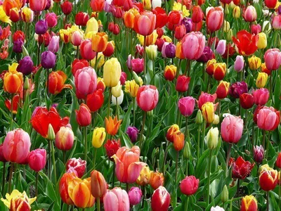 Produktbild von 100 Tulpen "Bunte Mischung" Blumenzwiebeln -Pflanzgut Gr. 9-11