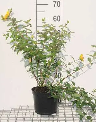 Image de Hypericum hybr. 'Hidcote' - Millepertuis 30- 40 cm conteneur