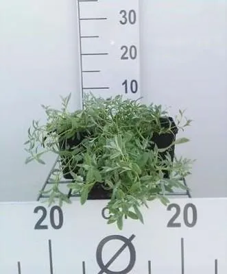 Produktbild von 6 x  Cerastium tomentosum - Hornblume - Topf 9 x 9 cm