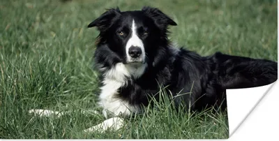 Produktbild von MuchoWow® Poster Border Collie liegt im hohen grünen Gras 80x40 cm - Wanddeko