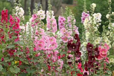 Produktbild von 100 Samen Gemeine Stockrose „Bunter Mix“ (Alcea rosea) – Farbenfrohe Bauerngarten-Blume