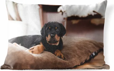 Produktbild von MuchoWow® Outdoor Kissen - Rottweiler-Welpe liegt auf einem weichen Kissen - 60x40 cm - Wetterfest - Lounge Kissen - Zierkissen - Kissen für Innenräume