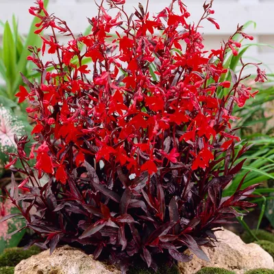 Produktbild von Bloomique - Lobelia Queen Victoria - Lobelie - Teichpflanzen Winterhart - Wasserpflanzen - Zone 1-2 - Höhe 10-20 cm - Topf 9 cm