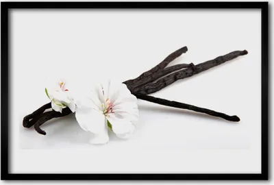 Produktbild von Bild 60x40 MDF-Rahmen Wandkunst Natur Blume Pflanze