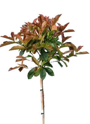 Obrázok produktu pre Photinia fraseri - červená Select - Lesklý medlar vysoký kmeň 80-100 cm