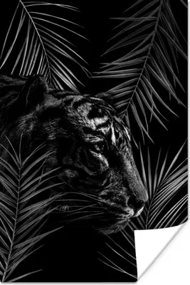 Produktbild von MuchoWow® Poster Tiger zwischen den Zweigen - schwarz und weiß 40x60 cm - Plakate für die Wand - Poster Babyzimmer