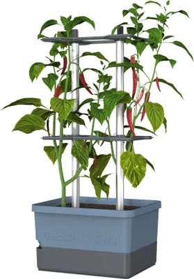 Produktbild von Gusta Garden CHARLY CHILY Standard-Pflanzgefäß zur Selbstbewässerung, blau