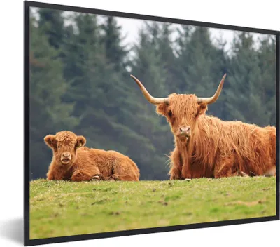 Produktbild von MuchoWow® Gerahmtes Poster Schottische Highlander - Gras - Wald 80x60 cm - Poster mit Schwarzem Bilderrahmen Wandposter Rahmen Foto Bilder - Schwarzem - Mit Gestell