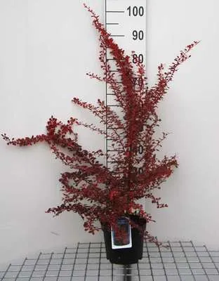 Obrázok produktu pre Berberis thunb. 'Rose Glow' - Berberitze 30- 40 cm Kontajner