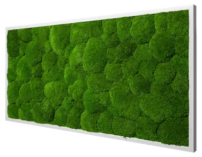Produktbild von Moosbild Ball Design (110x55, weiß)