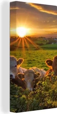 Produktbild von MuchoWow® - Leinwandbilder - Sonne - Kuh - Gras, Wandbild, Wanddeko Bilder Wohnzimmer, 40x80 cm