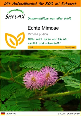 Produktbild von SAFLAX - Garden in the Bag - Echte Mimose - 70 Samen - Mit Anzuchtsubstrat im praktischen, selbst aufstellenden Beutel - Mimosa pudica