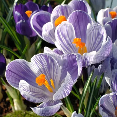 Produktbild von Krokus Blumenzwiebeln Crocus vernus Imperial Purple großblumig 10 St.