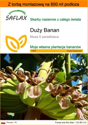 Zdjęcie produktu dla SAFLAX - Garden in the bag - Duży Banan - 10 Nasiona - Z podłożem uprawowym w praktycznej, samorozkładającej się torbie - Musa X paradisiaca