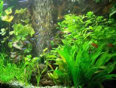 Produktbild von 30 Aquarienpflanzen plus 1000 ml Bachflohkrebse