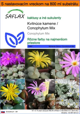 Obrázok produktu pre SAFLAX Garden in the bag - Kvitnúce kamene / Conophytum Mix - Conophytum Mix - 40 Semená - S pestovateľským substrátom v praktickom samostaviteľnom vrecku