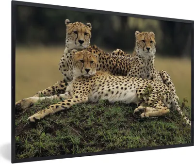 Produktbild von MuchoWow® Gerahmtes Poster Drei Geparden in der Savanne 30x20 cm - Poster mit Schwarzem Bilderrahmen Wandposter Rahmen Foto Bilder - Kunstdruck - Bild-Poster