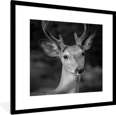 Produktbild von MuchoWow® Gerahmtes Poster Tierprofil Hirsche in schwarz und weiß 40x40 cm - Poster mit Schwarzem Bilderrahmen Wandposter Rahmen Foto Bilder - Poster - Plakat im Rahmen