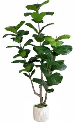 Immagine prodotto di Pianta artificiale Ficus Lyrata con vaso, altezza 180 cm
