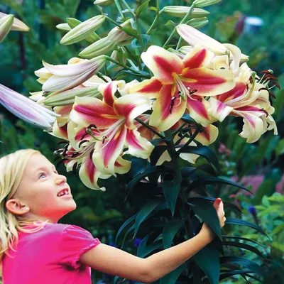 Immagine prodotto di Gigli Bulbi Bulbi Fiori Giglio d'albero Robert Swanson 1 pz.