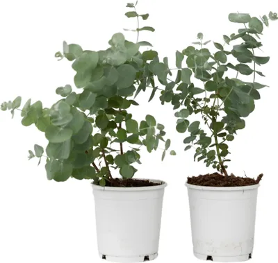 Produktbild von Eukalyptus - 2 Stk - Eucalyptus 'Pulverulenta' - Höhe 25-40cm - ⌀13cm