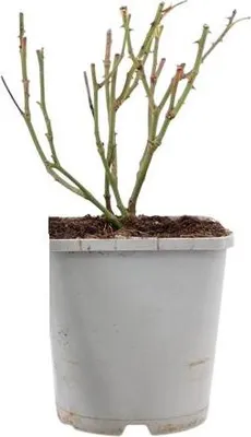 Image de Rosa Sweet Romanza ® - Rose | 10-15 cm en pot