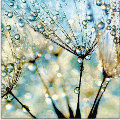 Produktbild von ARTland Glasbild Pusteblume Blaue Diamanten Größe: 40x40 cm