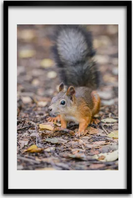Produktbild von Bild - Bilderrahmen - 40 cm x 60 cm - MDF - Rahmen - Wandkunst - Eichhörnchen im Wald