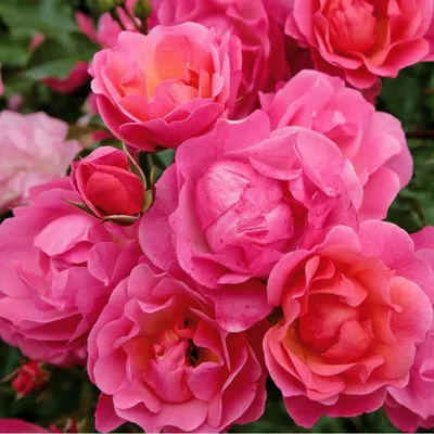 Produktbild von Rosa  - Kordes Rigo-Rose - Rosa 'Maxi Vita'®