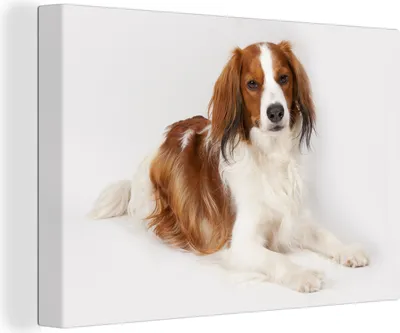 Produktbild von OneMillionCanvasses® - Leinwandbilder - 140x90 cm, Kooiker Hund Porträt, Wandbilder Kunstdruck Wanddekoration