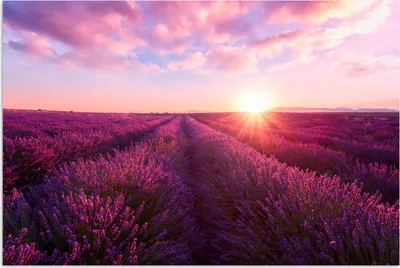 Produktbild von MuchoWow® Poster Lavendel - Blumen - Frankreich 120x80 cm - Bilder