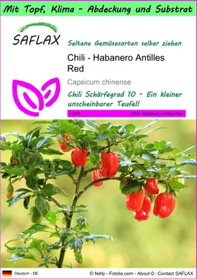 Produktbild von SAFLAX Garden to go - Chili - Habanero Antilles Red - Capsicum chinense - 10 Samen - Mit Topf, Klima - Deckel und Anzuchtsubstrat