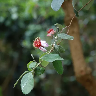Image de Feijoa (Feijoa sellowiana) - 20 graines