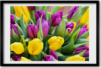 Produktbild von Bild 60x40 MDF-Rahmen, Wandkunst bunte Tulpen