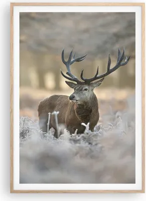 Produktbild von Gerahmtes Poster - Rahmen in heller Eiche - Hirsch Wald Natur - 70x100 cm - Wand Bild - Wanddeko - Wandbilder - Wandposter - Bilderrahmen - Bilder - Kunstdruck - Wandbild - P2NPA70x100-3744