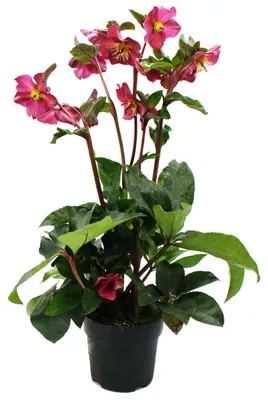 Immagine prodotto di Christrose, varietà "Ice n Roses", con numerose gemme, in vaso da 15 cm. Fioritura rossa precoce