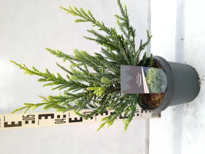 Produktbild von Sequoia sempervirens 'Adpressa' 50–70 cm Zwerg-Küstenmammutbaum immergrün