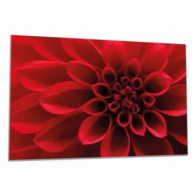 Produktbild von Wallario Herdabdeckplatte aus Glas, Größe 80 x 52 cm 1-teilig, Motiv Rote Dahlienblüte in Nahaufnahme