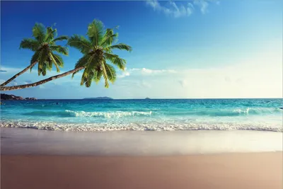 Produktbild von Wallario Premium Vliestapete Fototapete Sandstrand auf den Seychellen - Urlaub unter Palmen in der Größe 400 x 267 cm, extra dick, wird in 5 Teilen geliefert