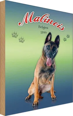 Produktbild von vianmo Holzschild 30x20 cm Hund Malinois Belgien 1899 Tier Haustier