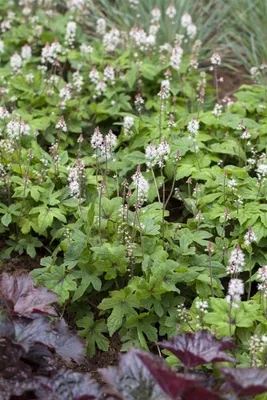 Produktbild von Tiarella laciniata 'Spring Symphony', Schaumblüte, ca. 11x11 cm Topf