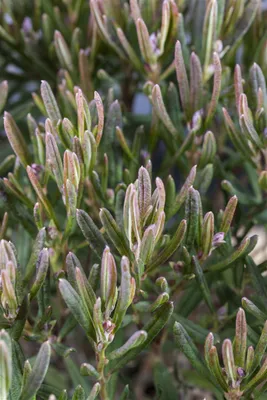 Produktbild von Andromeda polifolia 'Compacta', Lavendelheide, kompakt, 15–20 cm